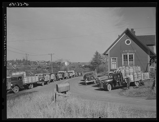 Potato trucks outside a starch factory in Caribou, Maine. Some of them had been waiting over twenty-four hours for the potatoes to be graded and weighed. See general caption Aroostook number 1