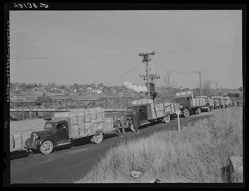 Trucks outside a starch factory in Caribou, Maine. Some of them have been waiting in line for over twenty-four hours for their turn to have their potatoes weighed and graded