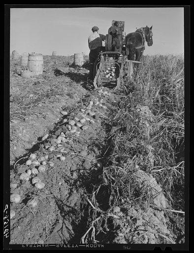 Untitled photo, possibly related to: Rear view of a single-row potato digger used on a small farm near Caribou, Maine