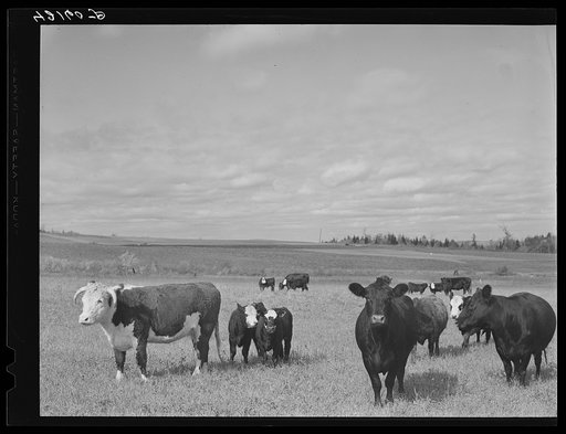 Beef cattle on a farm in Aroostook County, Maine. The use of beef cattle as a supplementary source of income to potatoes is increasing among the smaller farms