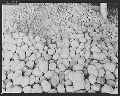 Seed potatoes grown on the foundation farm of Claude Levesque, French-Canadian potato farmer of Van Buren, Maine