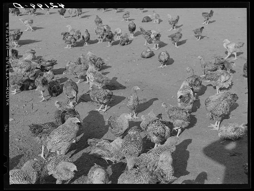 Untitled photo, possibly related to: Some of the two thousand poulets on the poultry farm of Mr. August Udal, Finnish [Estonian] FSA (Farm Security Administration) client. Canterbury, Connecticut