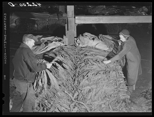 Mr. and Mrs. Oliver Barber stripping tobacco in their barn. Windsorville Connecticut