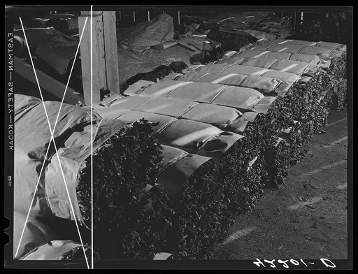 Tobacco wrapped in bundles after stripping operations. Near Windsorville Connecticut