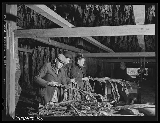 Stripping tobacco in the barn of Mr. Robert J. Hawthorne, near Hazardville, Connecticut