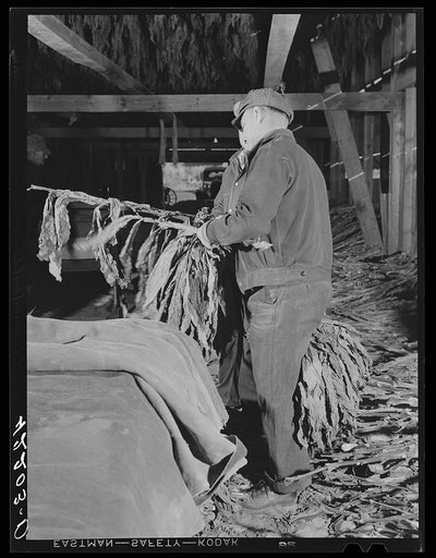 Untitled photo, possibly related to: Stripping tobacco in the barn of Mr. Robert J. Hawthorne, near Hazardville, Connecticut