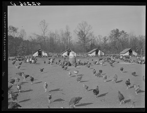 Some of the two thousand poulets on the poultry farm of Mr. August Udal, Finnish [Estonian] FSA (Farm Security Administration) client. Canterbury, Connecticut