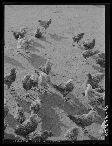 Some of the two thousand poulets on the poultry farm of Mr. August Udal, Finnish [Estonian] FSA (Farm Security Administration) client. Canterbury, Connecticut