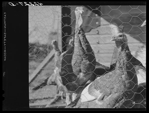 Untitled photo, possibly related to: Old Yankee farmer, has a small farm with a subsistance garden and some turkeys. Near Fitchville, Connecticut