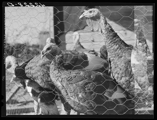 Untitled photo, possibly related to: Old Yankee farmer, has a small farm with a subsistance garden and some turkeys. Near Fitchville, Connecticut