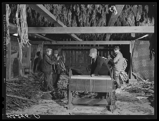 General view of stripping and wrapping operations in the tobacco barn of Mr. Robert J. Hawthorne, a tobacco farmer near Hazardville, Connecticut