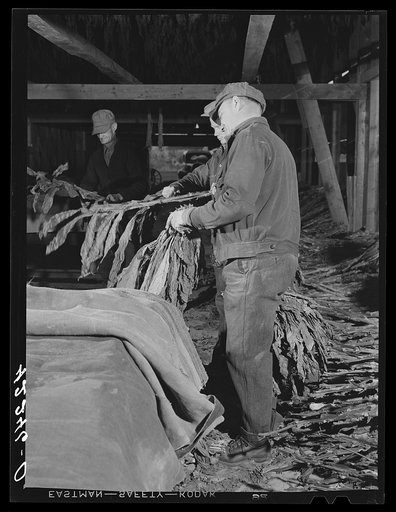 Stripping tobacco in Mr. Robert J. Hawthorne's tobacco barn near Hazardville, Connecticut
