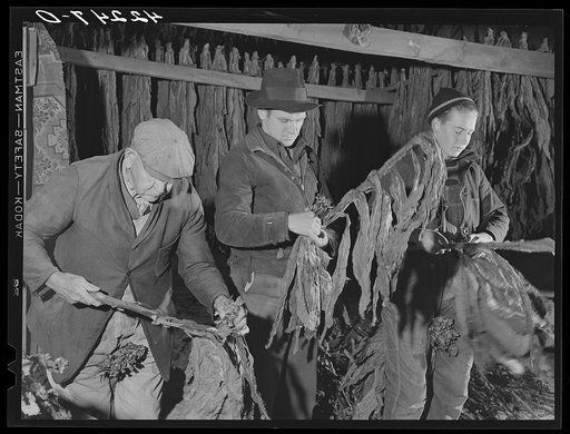 Stripping tobacco in Mr. Robert J. Hawthorne's tobacco barn near Hazardville, Connecticut