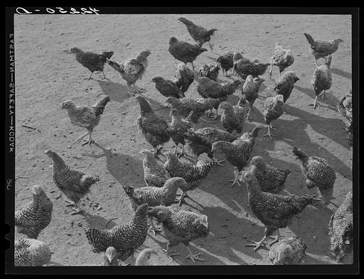 Some of the two thousand poulets on the poultry farm of Mr. August Udal, Finnish [Estonian] FSA (Farm Security Administration) client. Canterbury, Connecticut
