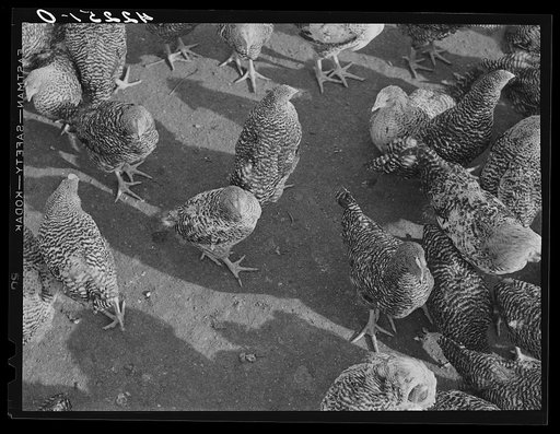 Untitled photo, possibly related to: Some of the two thousand poulets on the poultry farm of Mr. August Udal, Finnish [Estonian] FSA (Farm Security Administration) client. Canterbury, Connecticut