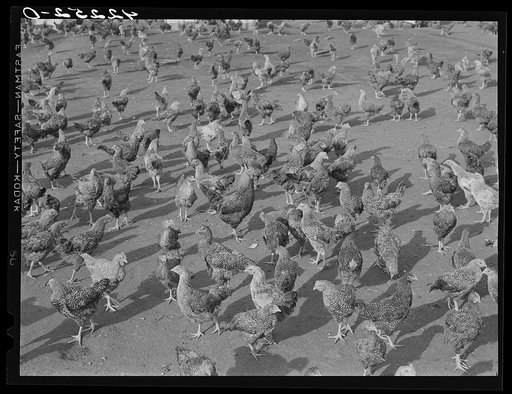 Some of the two thousand poulets on the poultry farm of Mr. August Udal, Finnish [Estonian] FSA (Farm Security Administration) client. Canterbury, Connecticut
