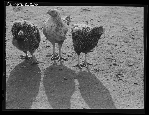 Some of the two thousand poulets on the poultry farm of Mr. August Udal, Finnish [Estonian] FSA (Farm Security Administration) client. Canterbury, Connecticut