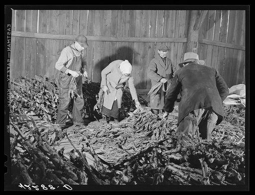 Stripping tobacco on the farm of Mr. William and Mr. Martin O'Donnell. The three workers in the background are Polish hired helpers. Windsorville, Connecticut