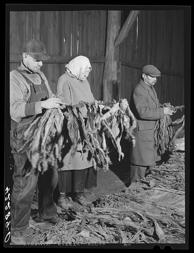 Polish hired helpers stripping tobacco on the farm of William and Martin O'Donnell. Windsorville, Connecticut