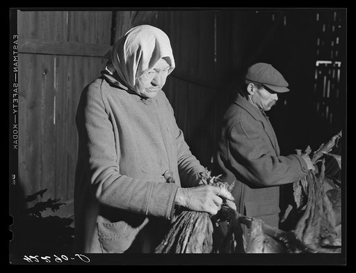 Old Polish woman hired to strip tobacco on the farm of William and Martin O'Donnell. Windsorville, Connecticut