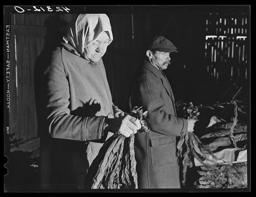 Untitled photo, possibly related to: Old Polish woman hired to strip tobacco on the farm of William and Martin O'Donnell. Windsorville, Connecticut