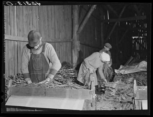 Untitled photo, possibly related to: Stripping tobacco on the farm of Mr. William and Mr. Martin O'Donnell. The three workers in the background are Polish hired helpers. Windsorville, Connecticut