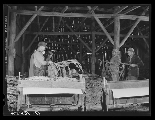 Stripping tobacco on the farm of William and Martin O'Donnell. The three workers in the back are Polish hired helpers. Windsorville, Connecticut