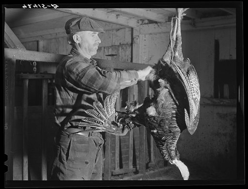 Mr. Metzendorf, Jewish poultry farmer of Ledyard, Connecticut, picking turkeys to get them ready for Thanksgiving market