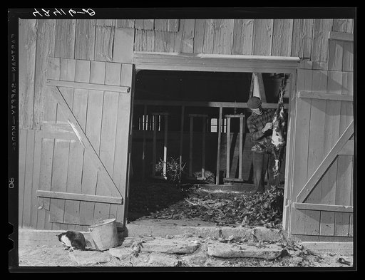 Mr. Metzendorf, Jewish poultry farmer of Ledyard, Connecticut, plucking turkeys to get them ready for the Thanksgiving market