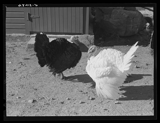 Turkeys on the farm of Mr. Metzendorf, Jewish poultry farmer. Ledyard, Connecticut