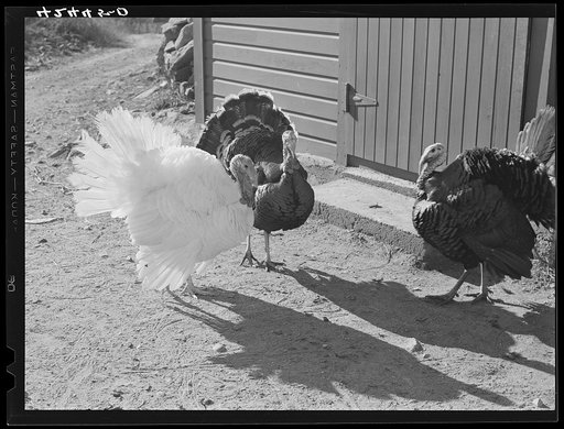 Turkeys on the farm of Mr. Metzendorf, Jewish poultry farmer of Ledyard, Connecticut