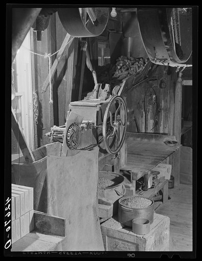 The first step in the making of Kenyon's johnnycake flour. Removing the corn from the cob. Usquepaugh, Rhode Island