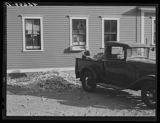 Removing corn cobs from the Kenyon's johnnycake flour mill in Usquepaugh, Rhode Island
