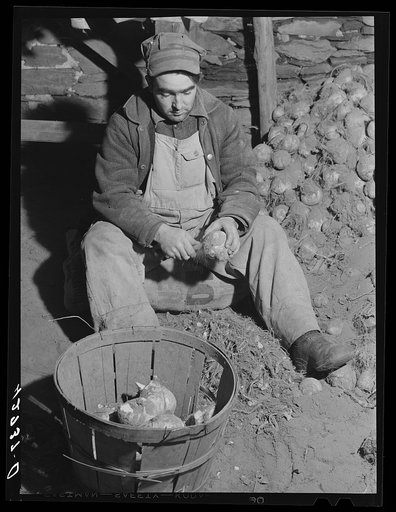 Mr. John Botello, Portuguese FSA (Farm Security Administration) client cleaning turnips from his truck farm in Portsmouth, Rhode Island
