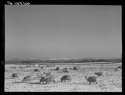 Sheep grazing near Newport, Rhode Island