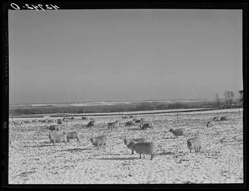 Untitled photo, possibly related to: Sheep grazing near Newport, Rhode Island