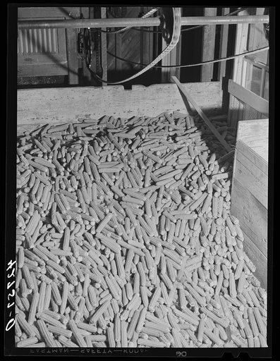 Corn cobs in Kenyon's johnnycake flour mill in Usquepaugh, Rhode Island