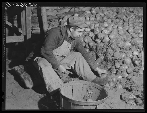 Untitled photo, possibly related to: Mr. John Botello, Portuguese FSA (Farm Security Administration) client cleaning turnips from his truck farm in Portsmouth, Rhode Island