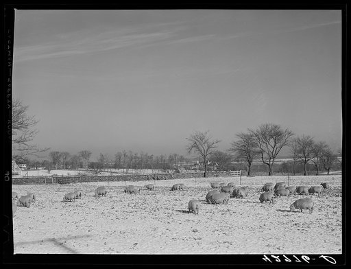 Untitled photo, possibly related to: Sheep grazing near Newport, Rhode Island