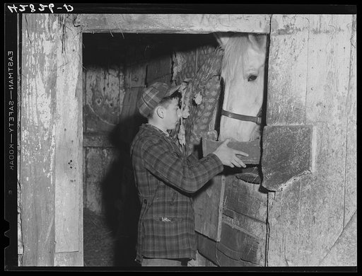 One of the sons of Mr. Anthony Forgetta, Italian vegetable farmer, feeding the horse after coming home from school. Mr. Forgetta and a daughter work at the mills nearby. Andover, Massachusetts