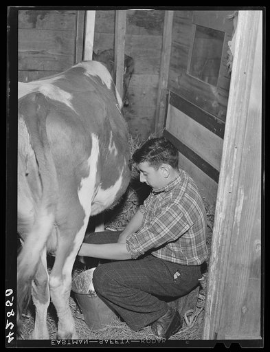 One of the sons of Anthony Forgetta, part time farmer of Andover, Massachusetts, milking the family cow after coming home from school (Mr. Forgetta works on the night shift at the Plymouth mill in north Andover)