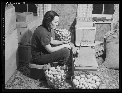 Mrs. Richard Carter, poultry farmer of Middleboro, Massachusetts. She runs the poultry business of one thousand while her husband drives a bulldozer at an Army camp nearby