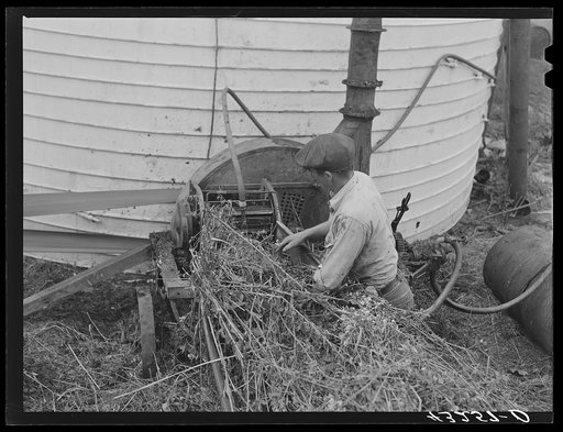 Feeding grain into ensilage cutter. Farm near Rockville, Maryland