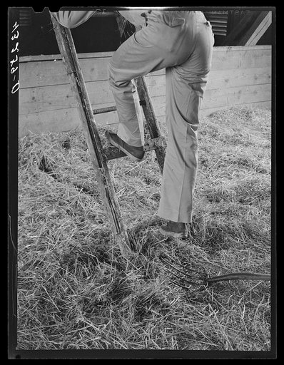 Climbing ladder to loft in barn. Rockville, Maryland
