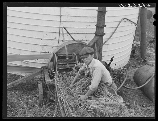 Feeding ensilage cutter. Farm near Rockville, Maryland