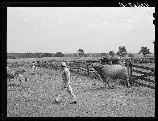 Leading bull into enclosure. Farm near Rockville, Maryland