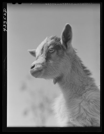 Young goat near Fayetteville, North Carolina