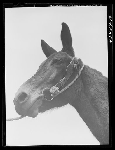 Mule. Santee-Cooper Basin, South Carolina