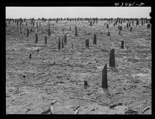 Cut-over land in the Santee-Cooper Basin. South Carolina
