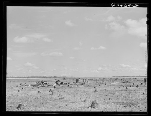 Cut-over land and the remains of a farm in the Santee-Cooper Basin, South Carolina